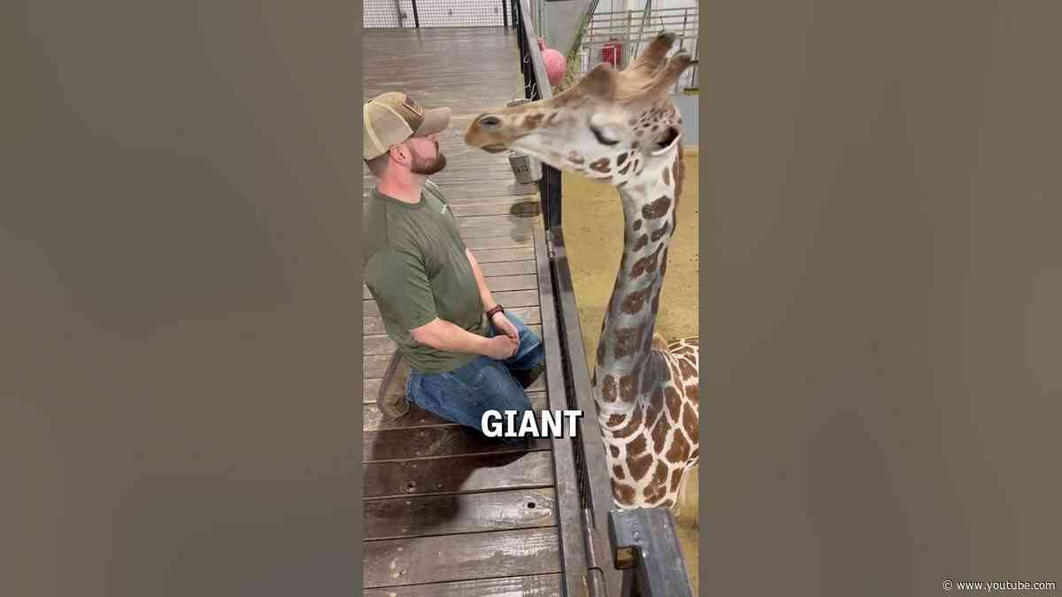 The Giraffe Chiropractor 🦒😲 (🎥: IG/ dr.joren_whitley)