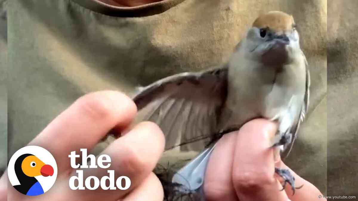 Woman Saves Hundreds Of Birds From Illegal Poaching | The Dodo