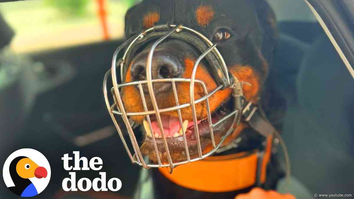 Muzzled Dogs Are Good Dogs Too! | The Dodo