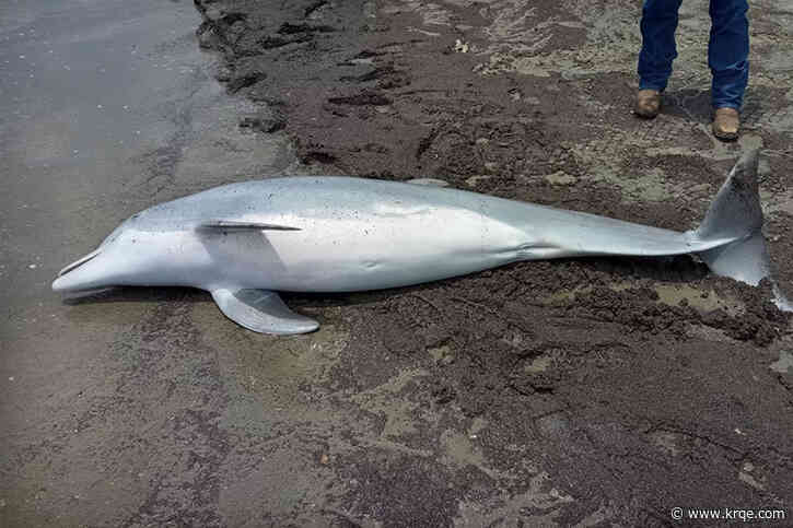 Dolphin found dead on beach with 'multiple' gunshot wounds