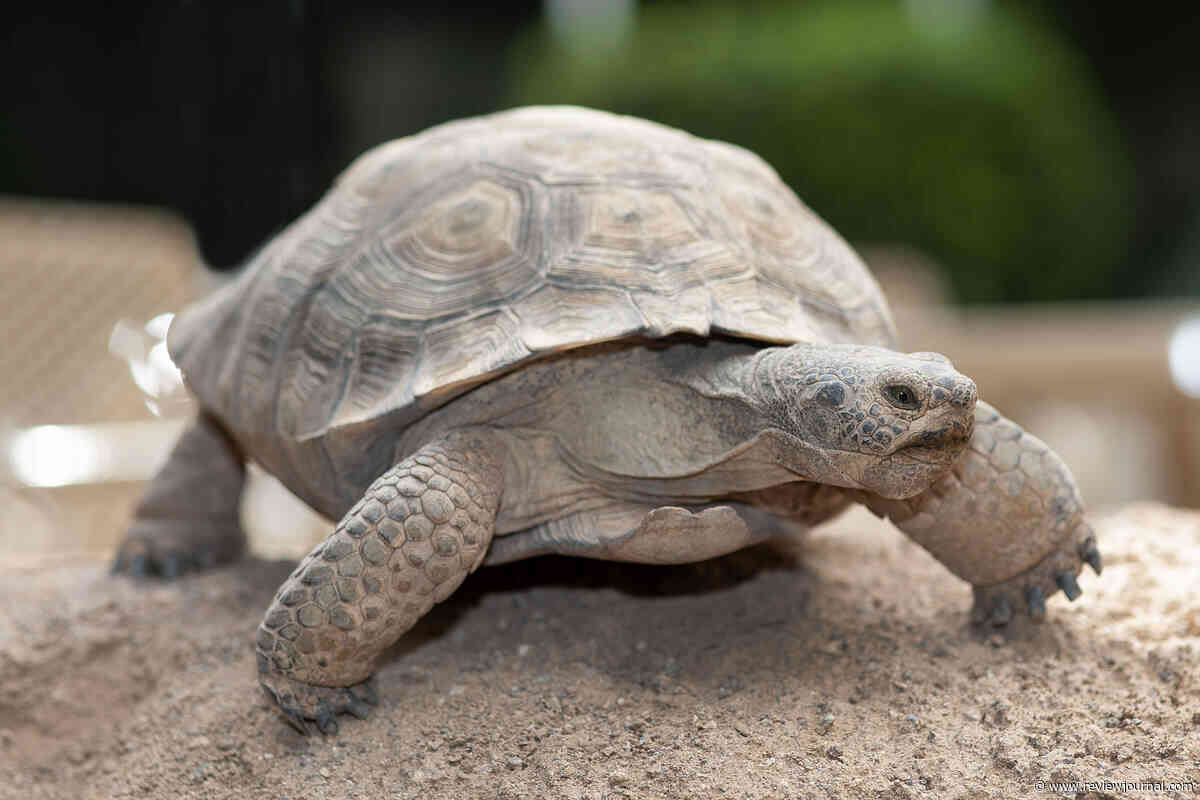 NV Energy’s tortoise Wattson emerges for the spring