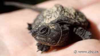 $35,000 fine for illegally importing turtles in boxes labelled 'children's building blocks'