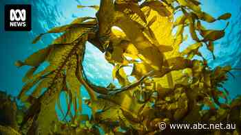 Regenerative kelp and mussel farmers lumped with same planning costs as coal mines