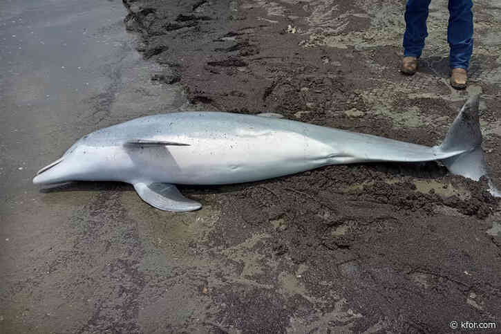 Dolphin found dead on beach with 'multiple' gunshot wounds