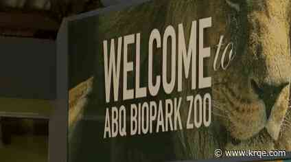 ABQ BioPark announces chimpanzee baby was stillborn