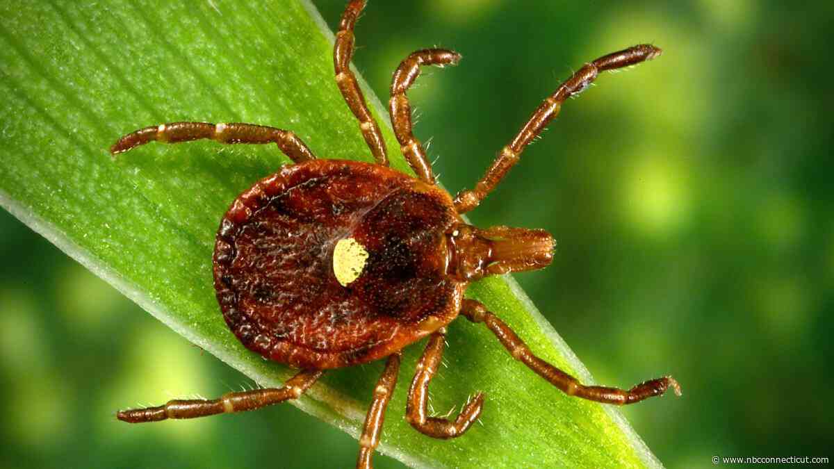 Warmer and wetter winters in CT provide favorable environment for ticks