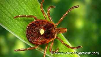 Warmer and wetter winters in CT provide favorable environment for ticks