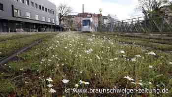 Einmalig: Braunschweigs Straßenbahn fährt durch Blütenmeer