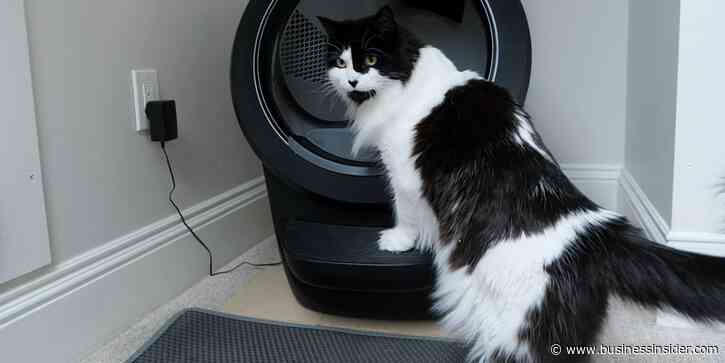 The 3 best self-cleaning litter boxes of 2024, tested and reviewed