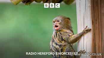 Meet Bewdley's newest cheeky monkeys