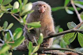 Colchester Zoo says new marmosets have 'settled in well'