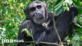 Deforestation pushes animals to eat virus-laden bat poo