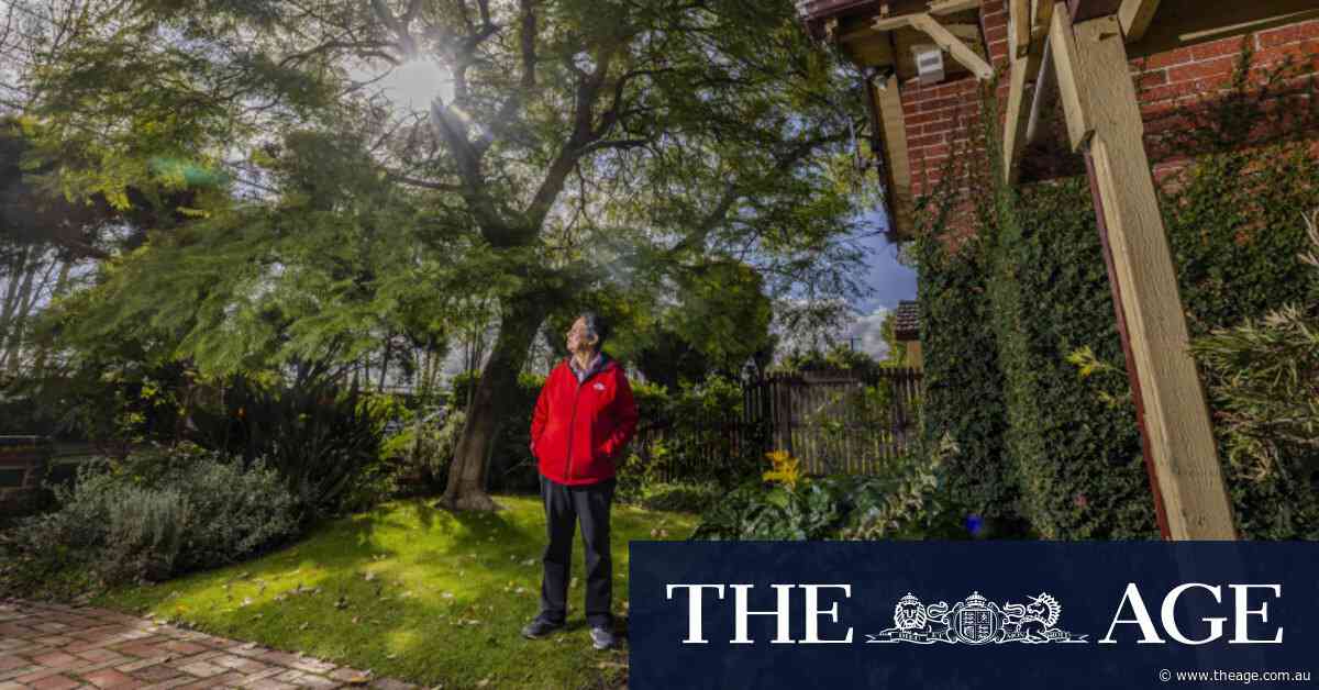 Want to prune a tree in your Glen Eira yard? You might soon need a permit