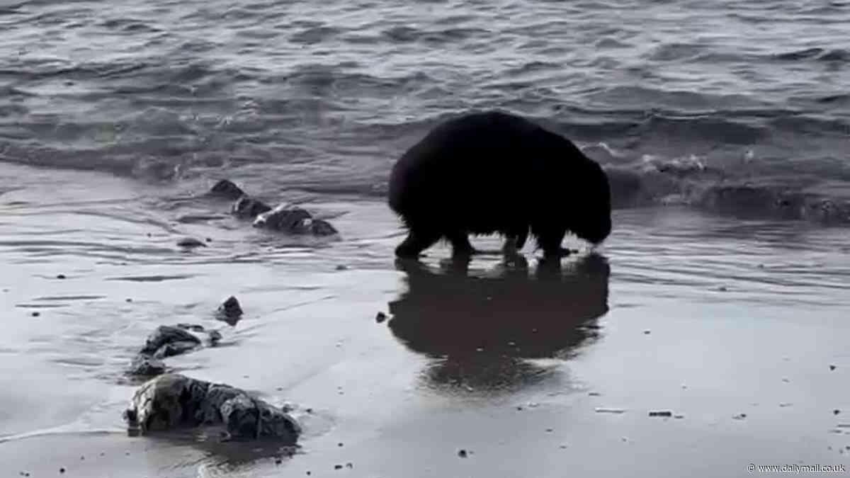 Wombat's 'strange' act by the ocean captured by puzzled tourists: 'Unusual behaviour'