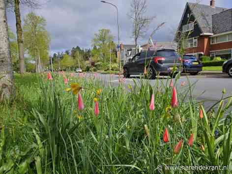 Duurzaam Groningen roept op: “Maai geen gras in mei voor meer biodiversiteit”