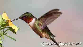 Hummingbirds make their way north in spring migration