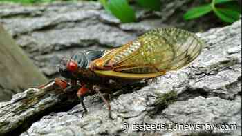 Trillions of cicadas preparing to emerge in the coming days in these NC counties