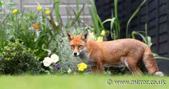 Banish foxes from your garden with natural item they 'hate' the smell of