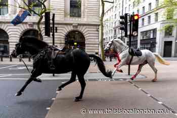 WATCH: Blood covered horses run loose in Central London