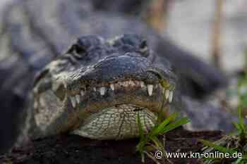 Alligator blockiert Militärmaschine in Florida