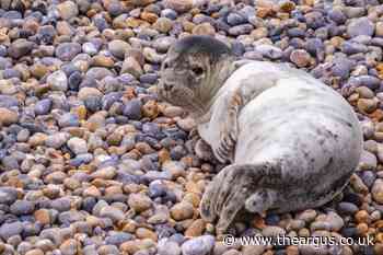 Seal pup spotted on Sussex beach