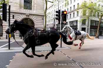 Blood-soaked Household Cavalry horses loose in central London injuring people and hitting cars