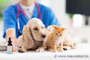 Zelfs bij tripje naar Nederland: huisdier vaccineren tegen hondsdolheid is verplicht