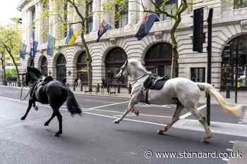 Loose horses bolt through central London