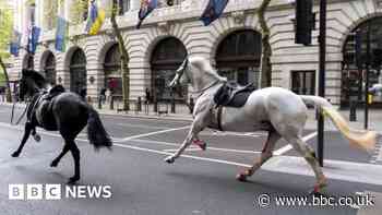 One hurt after runaway horses seen in central London