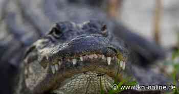 USA: Alligator blockiert Flugzeug von Air Force in Florida