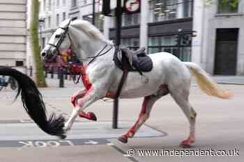 London horses – live: Blood-soaked runaway cavalry horses charge through streets of capital as soldier injured