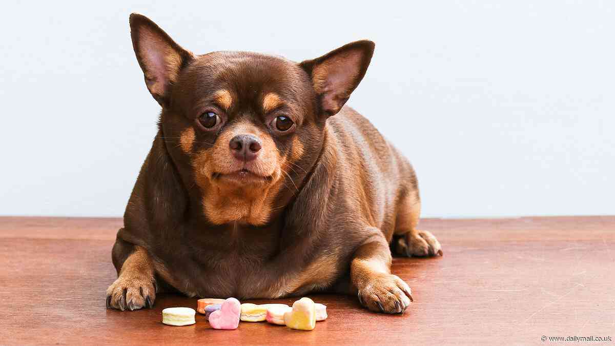 The human foods that could be making your dog fat, revealed - from grilled salmon to scrambled egg
