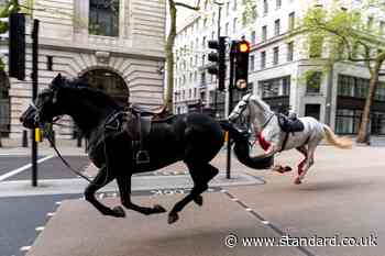 Household Cavalry horses bolt through central London smashing into vehicles and leaving soldier injured