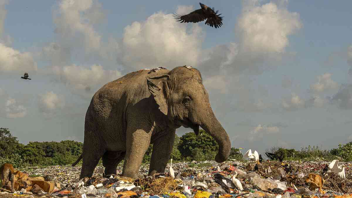 Dumbos of the dump: Heart-breaking images show elephants scavenging through garbage in Sri Lanka - where they accidentally consume plastic and chemical waste while foraging for food