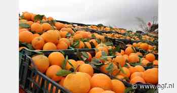 Sterke daling sinaasappelprijzen in Egypte
