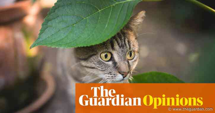 I tried to become a local hero by rescuing a cat. I failed comprehensively | Arwa Mahdawi