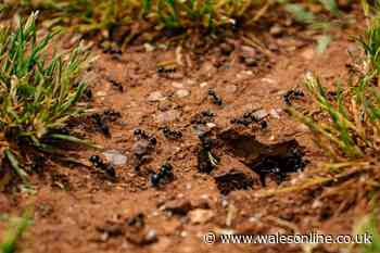 'Simple' ways to get rid of ants and stop them from returning