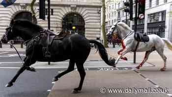 LIVE: Horses covered in blood rampage central London as four are taken to hospital
