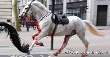 Koninklijke paarden losgeslagen in centrum Londen, één paard en vijf mensen raken gewond