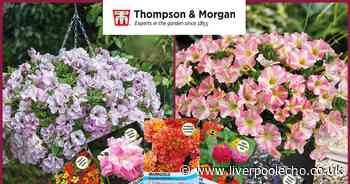 Free Petunia Amore Pink Princess & Petunia Bridal Blush Plug Plants from Thompson & Morgan!