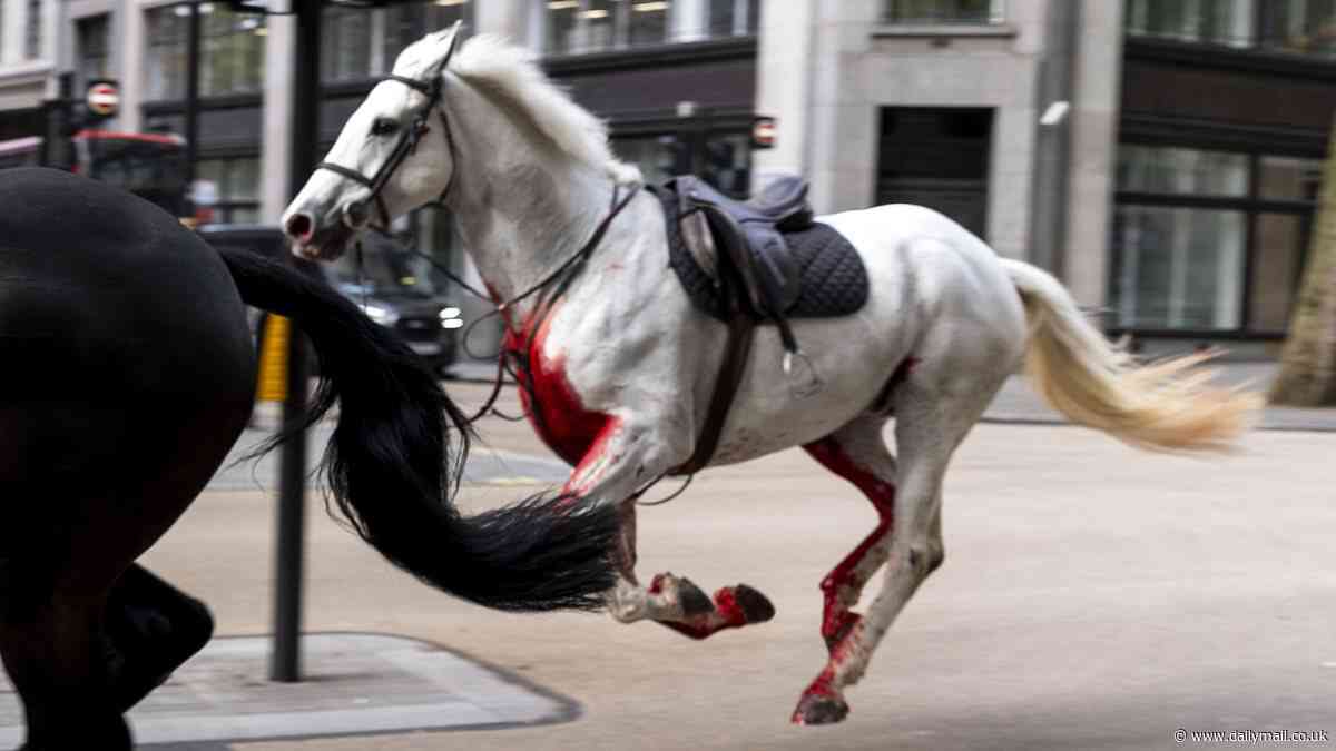 Four people in hospital after Household Cavalry horses' six-mile London rampage: Soldier 'screamed in pain' when he was thrown off saddle as animals 'covered in blood' smash into cars, a bus and pedestrians after being 'spooked' during exercise