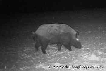 Manitoba goes whole hog to hunt down wild pigs