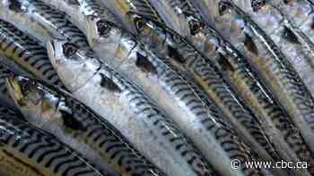 Predators take big bite out of declining Atlantic mackerel population