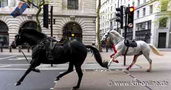 London: Pferde entlaufen britischem Militär – vier Menschen verletzt