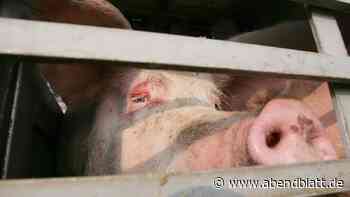 Schweine in schlechtem Zustand? Polizei stoppt Schlachttransport