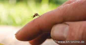 Experten warnen: Stechmücken eine der größten Gefahren für Reisende 2024
