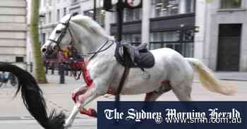 Blood-covered horses run loose through central London
