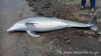 Baby dolphin is found shot to death on the beach with bullets in its brain, spinal cord and heart