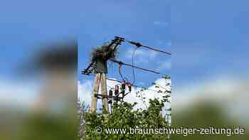 Kurioser Nistplatz: Störche bauen Nest auf Strommast im Harz