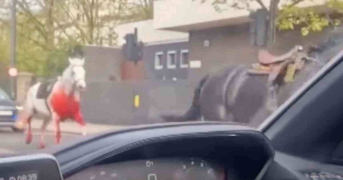 Taxi driver's 'shock' after loose Cavalry horse 'smashes' into his car during London escape